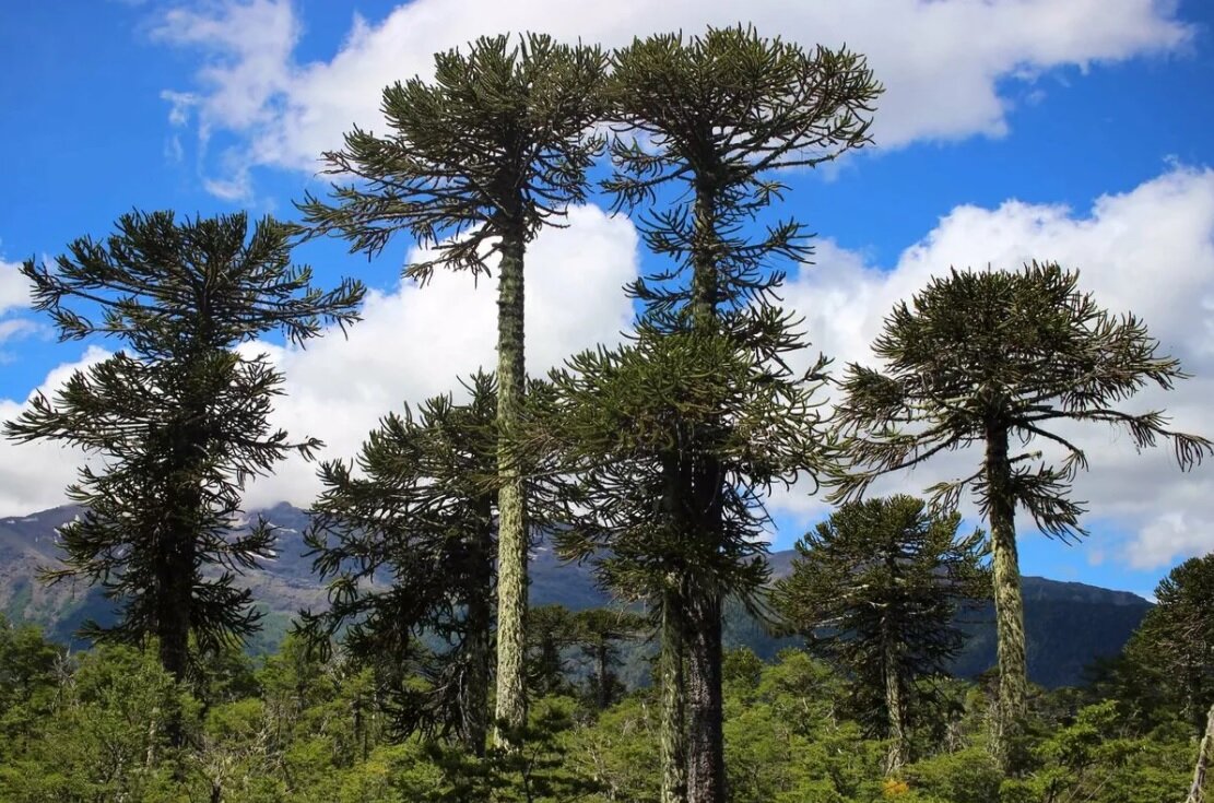 Араукария в Южной Америке