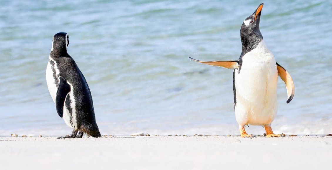    Фото: Jennifer Hadley / Comedywildlifephoto.com