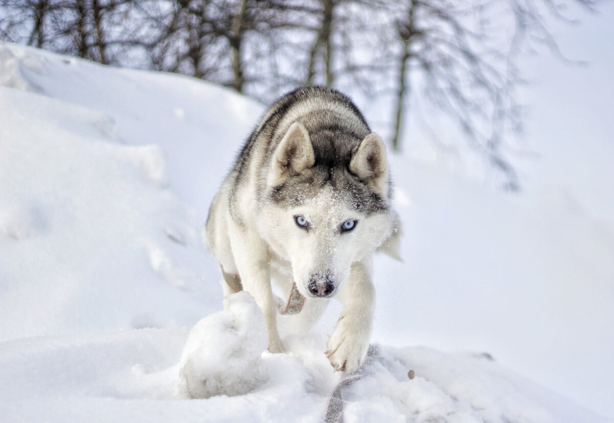Хаски классик. Порода хаски. Хаски кобель. Хаски палевый окрас. Хаски пискунова.