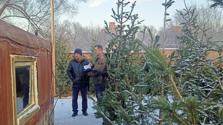     В Хакасии провели рейды против тех, кто незаконно заготавливает новогодние елки. Все закончилось штрафами и уголовными делами.