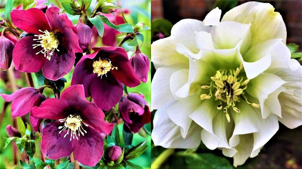 Морозостойкие многолетние цветы для тенистого сада | GardenLife | Дзен