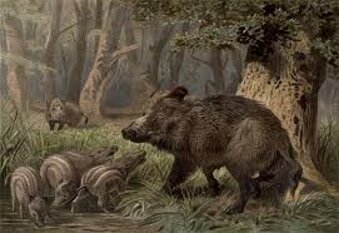 Нет, это не портрет Андуиса, а изображение его любимых кабанов