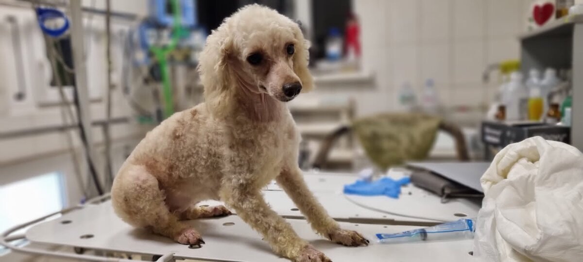 Девочка породы пудель