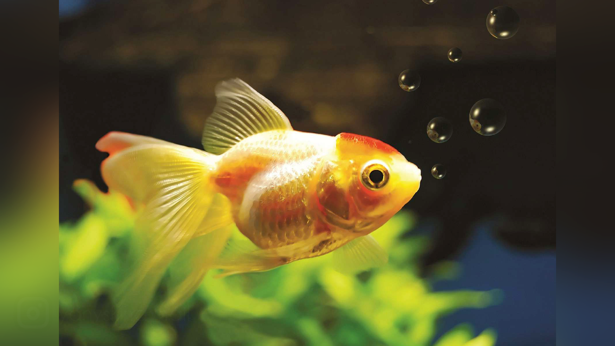 Золотая рыбка