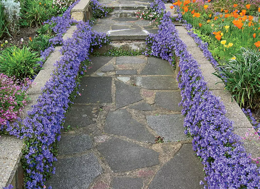 Фотография взята из источника pro-dachnikov.com