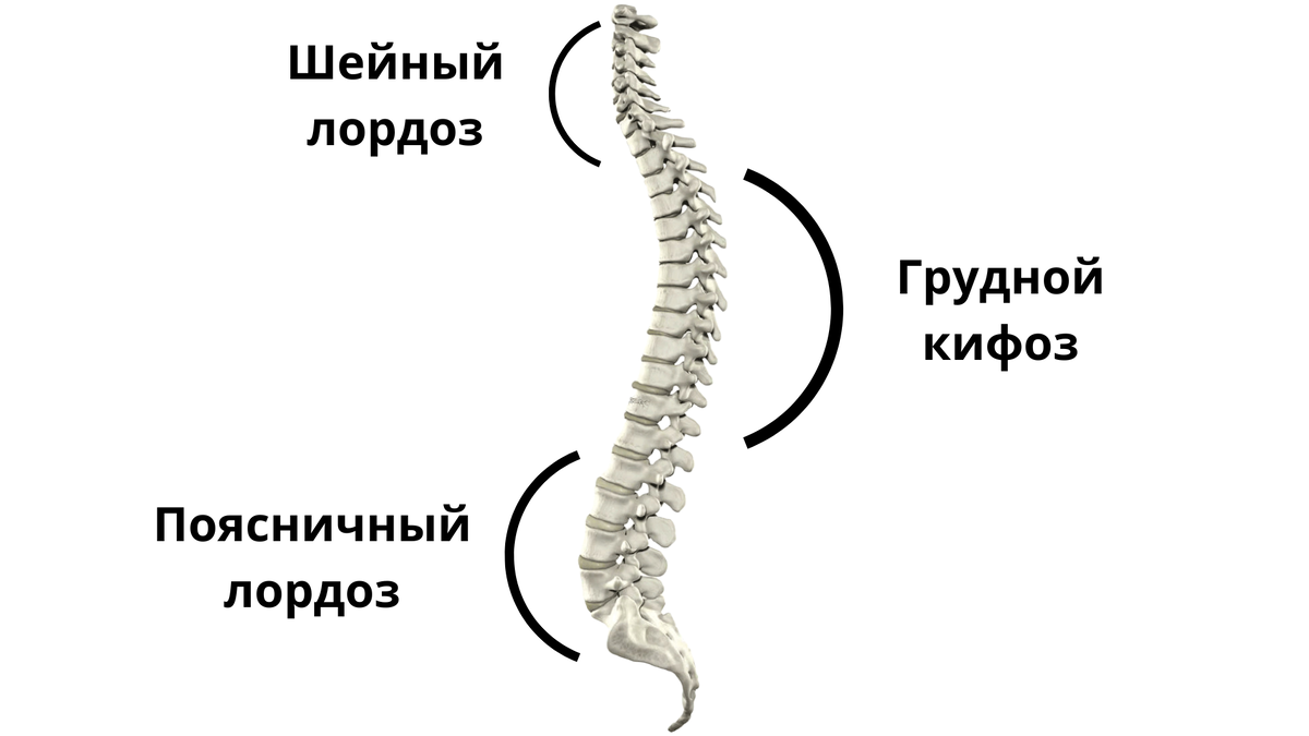 Сколиоз позвоночника 4 степени