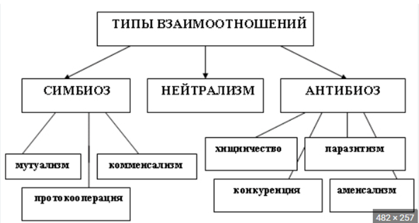 Типы взаимоотношений организмов схема. Типы взаимодействий между организмами. Формы взаимоотношений между организмами схема. Виды взаимоотношений между организмами схема.