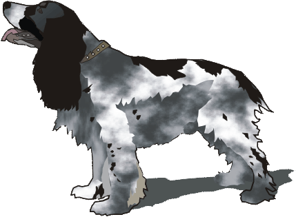 Черный русский спаниель: описание собак, их характер и правила ухода