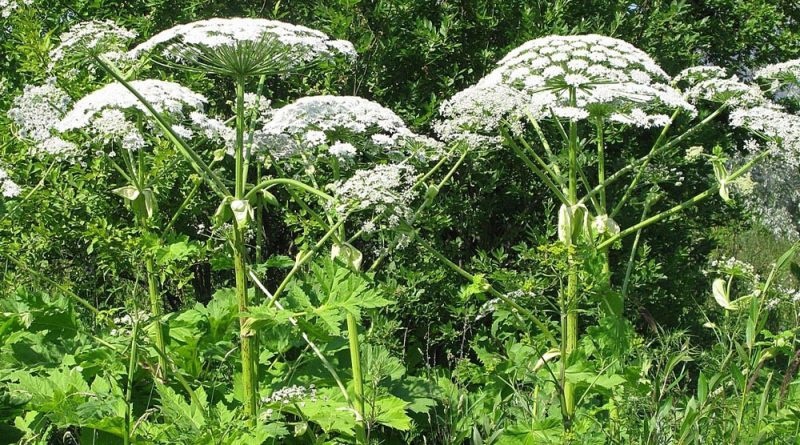 КАК Я ВЫВЕЛА БОРЩЕВИК со своего участка