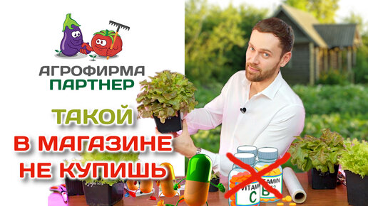 Такой в магазине не купишь! Как вырастить шикарный салат дома