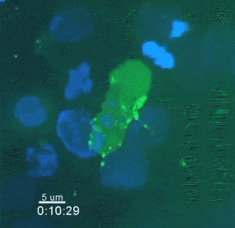   Real, F. et al. / Cell Reports, 2018