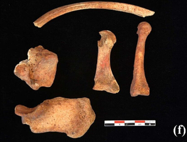   Jose Maria Rodanes-Vicente et al. / Journal of Archaeological Science: Reports, 2023