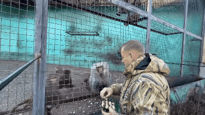 Не дали яичко - надо навести панику, кричать, стучать по сетке  и бегать туда - сюда