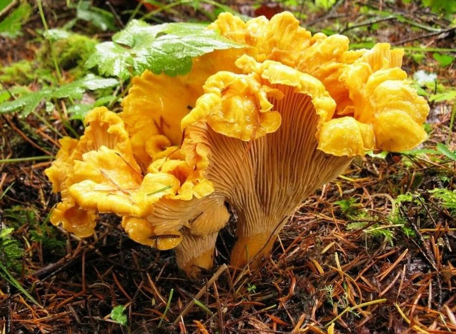 Яндекс картинки