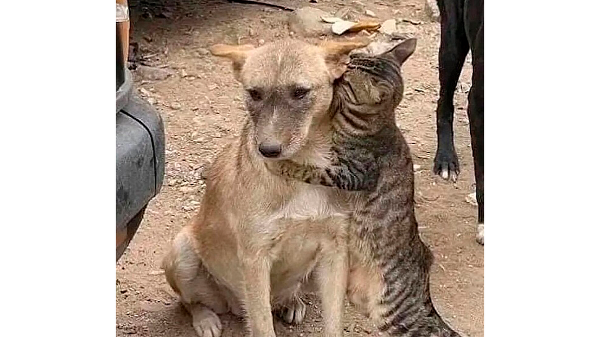 Кот и пес турция. Прикольные видео. Спасенные кот и пес в турции. Кот спас собаку. Кот спас собаку.