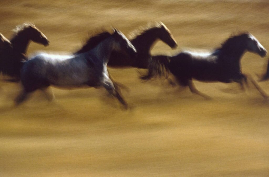    Фото: Ernst Haas