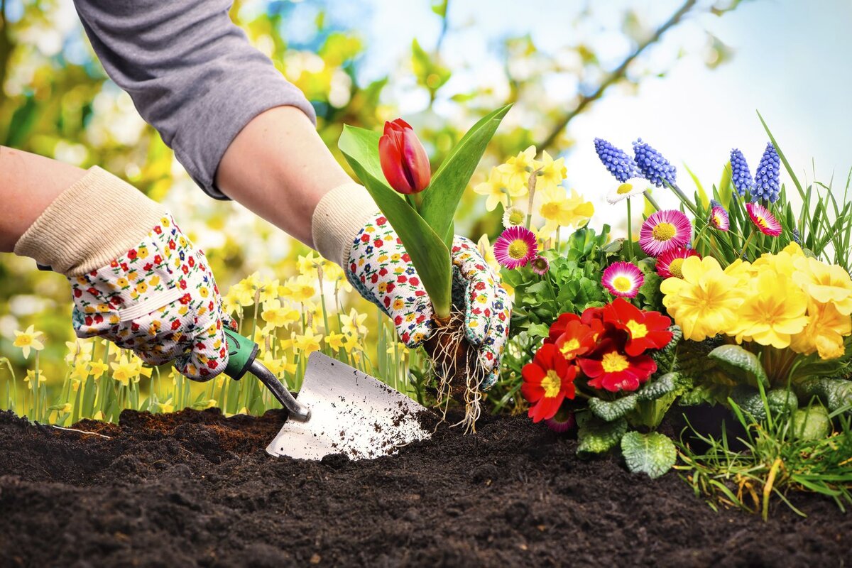 Planting. Посадка цветов. Посадка растений в саду. Весна огород. Вырастить цветок.