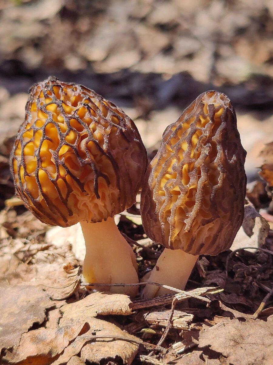 Сморчки | Грибы 4х4 (Offroad Mushrooms) | Дзен