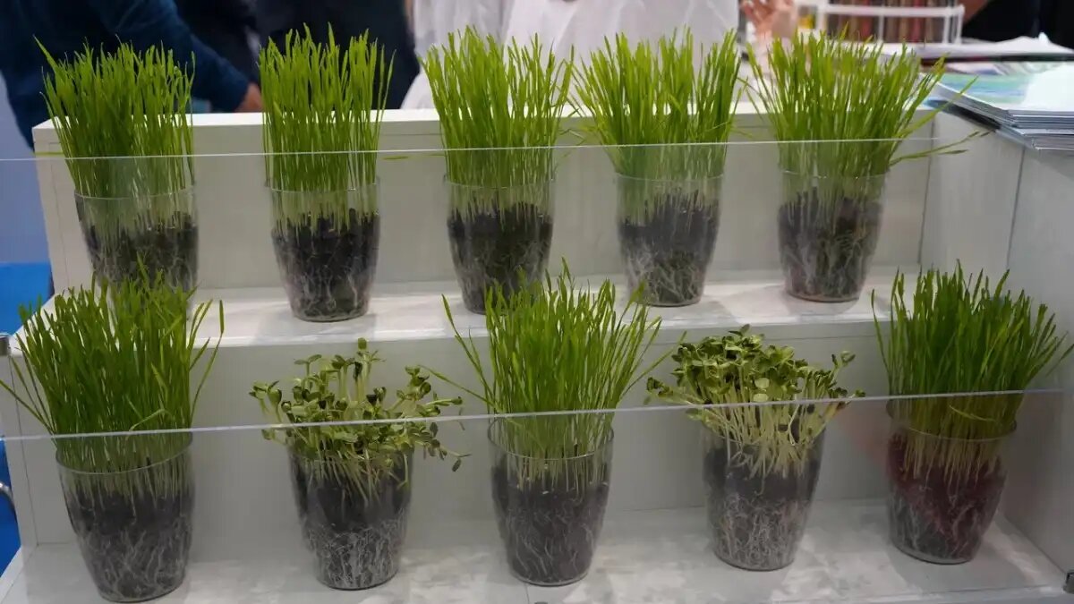 Фото:glavagronom.ru Член комитета ГД по аграрным вопросам Андрей Аникеев предложил дополнить федеральную программу развития сельского хозяйства селекционными подпрограммами.