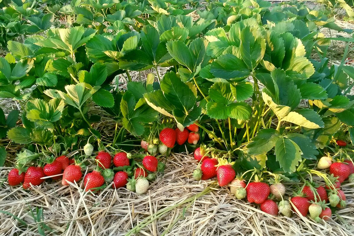 Рассад клубники Альба