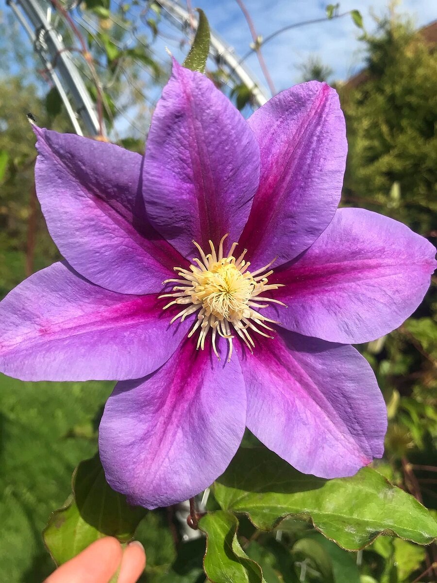 WSHG.NET Gardening to Attract Hummingbirds and Butterflies Featured, For The Gar