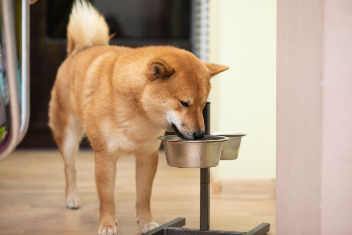Сиба-ину ест корм 