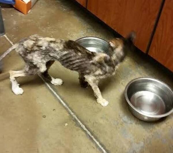 Кошка сразу после спасения. Источник фото: https://animaals.com/2017/02/07/cette-chatte-maltraitee-alimentee-sest-metamorphosee-grace-a-femme-grand-coeur/