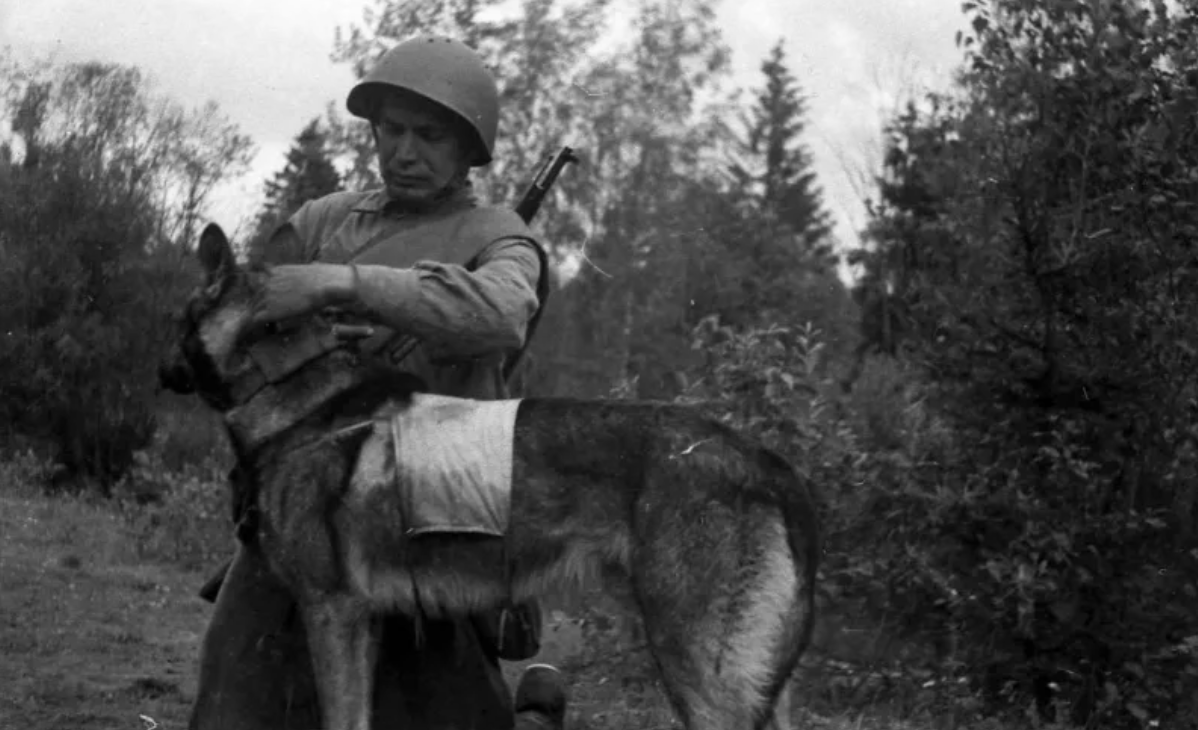 Джульбарс: история доблести и самопожертвования собаки минно-розыскной  службы во время Великой Отечественной войны