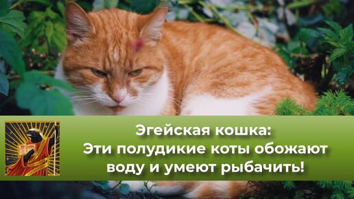 Эгейская кошка: Эти полудикие коты эволюционировали у моря. Они обожают воду и умеют рыбачить! | Видео 🎥