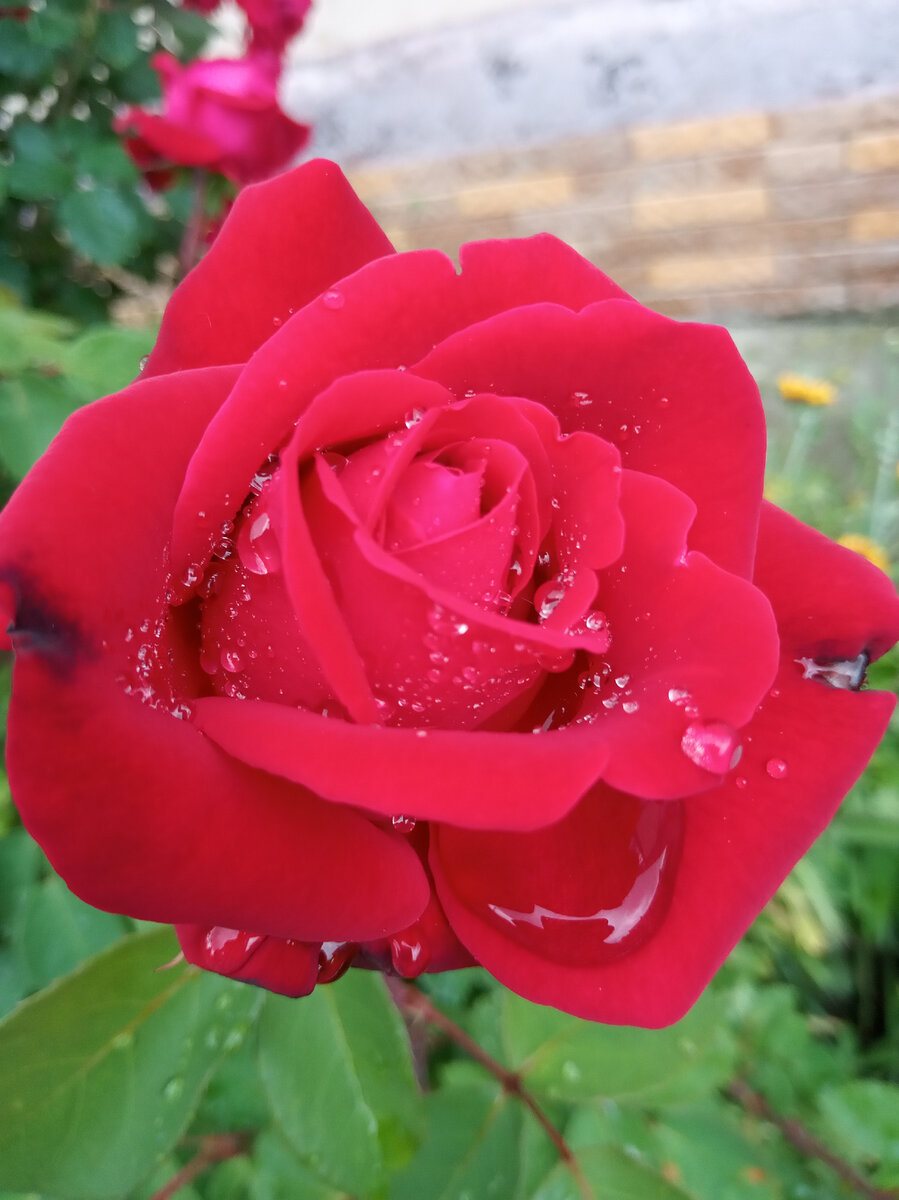 Фото автора. Прекрасная роза после дождя! Без всяких спецэффектов! Такая удачная фотография получилась у меня.