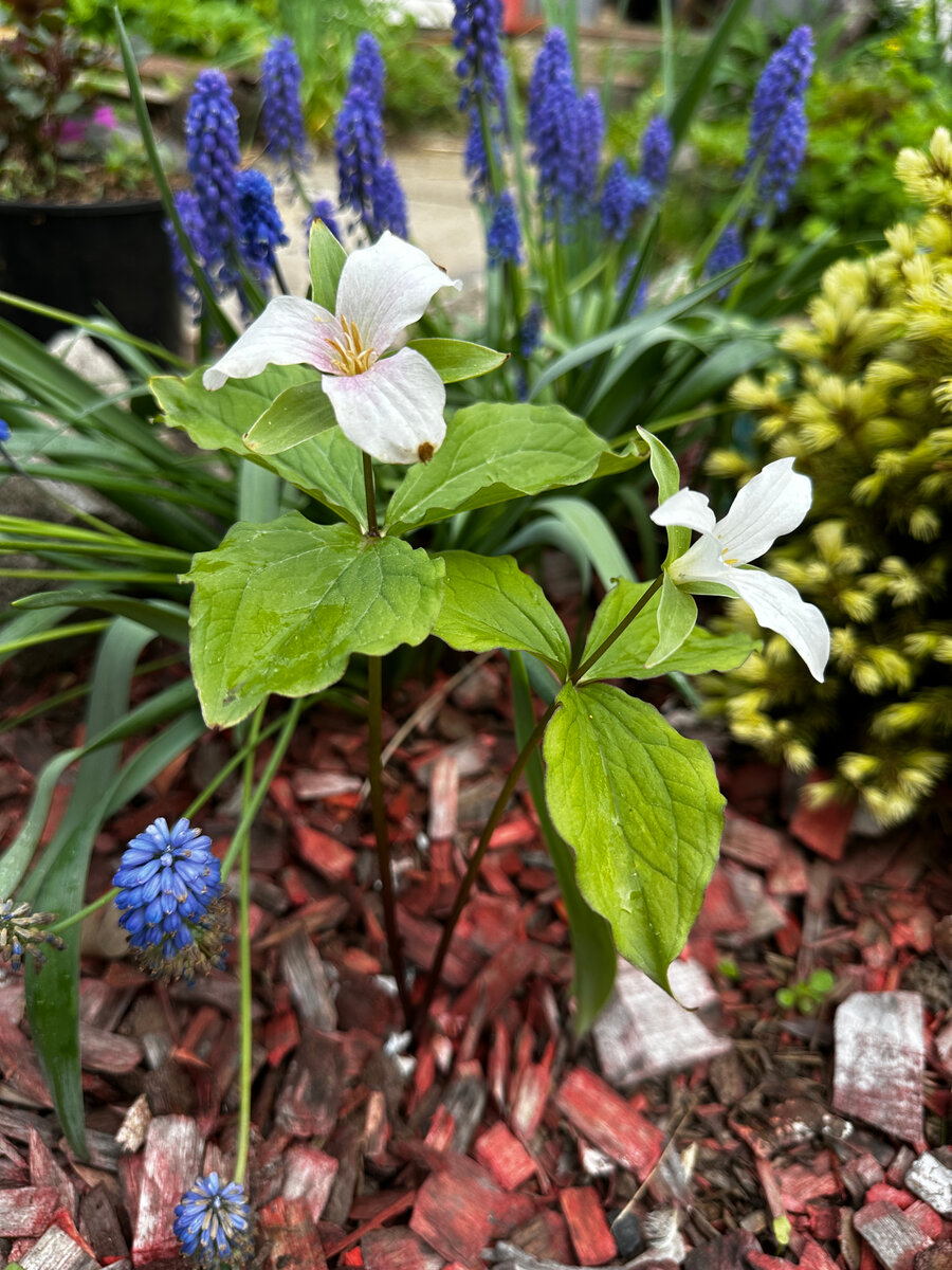 Trillium grandiflorum (фотографии в тексте мои).