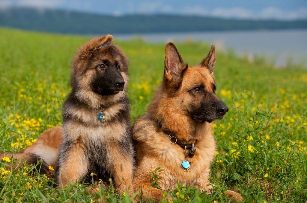 Источник фото: https://fun-cats.ru/nemeckaa-ovcarka-foto-opisanie-porody-harakter