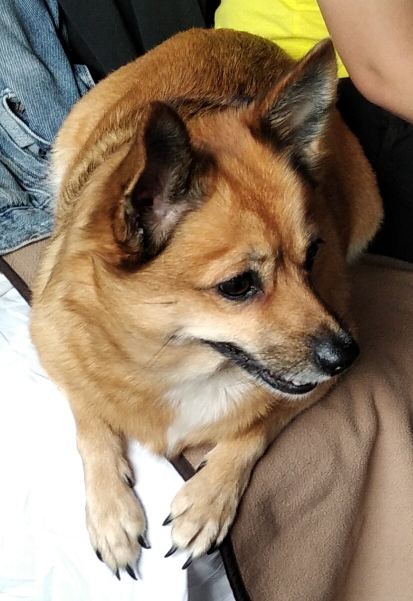 А попутчики могут быть вот такие милахи)))