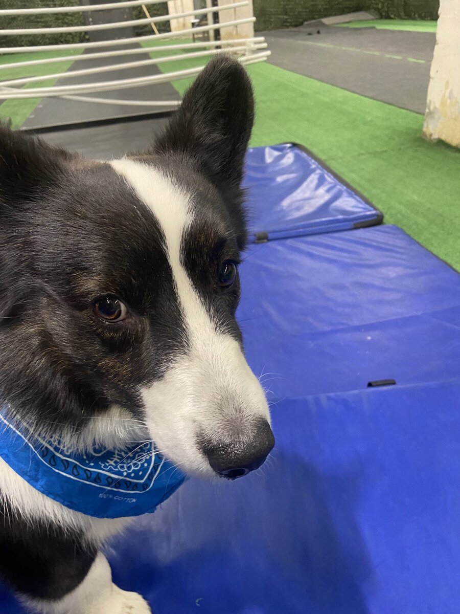 занятия ноузворком в DogsEnergym