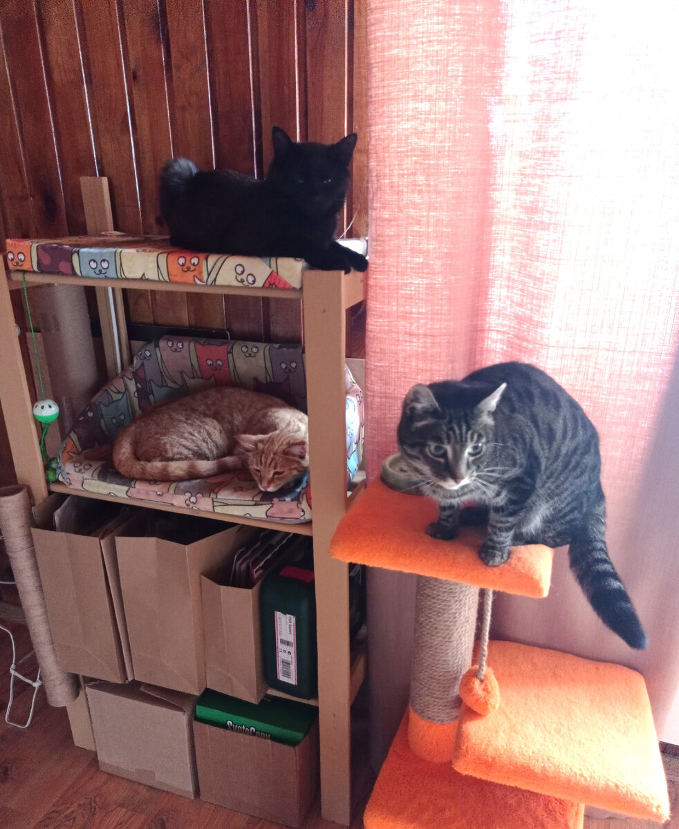 Котики по полочкам