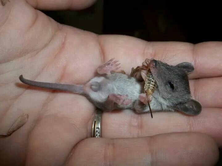 Новорожденные детеныши мыши. Домовая поссум. Карликовый мышевидный опоссум. Маленькие мыши. Детеныш мыши.
