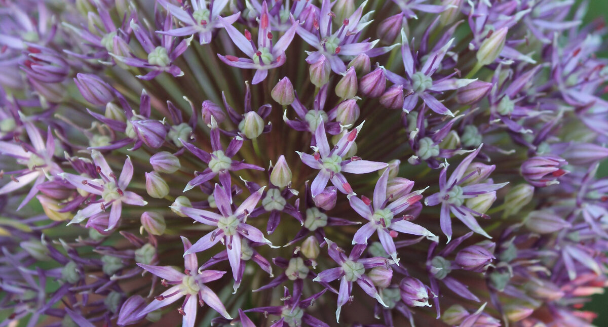 мой аллиум крупным планом