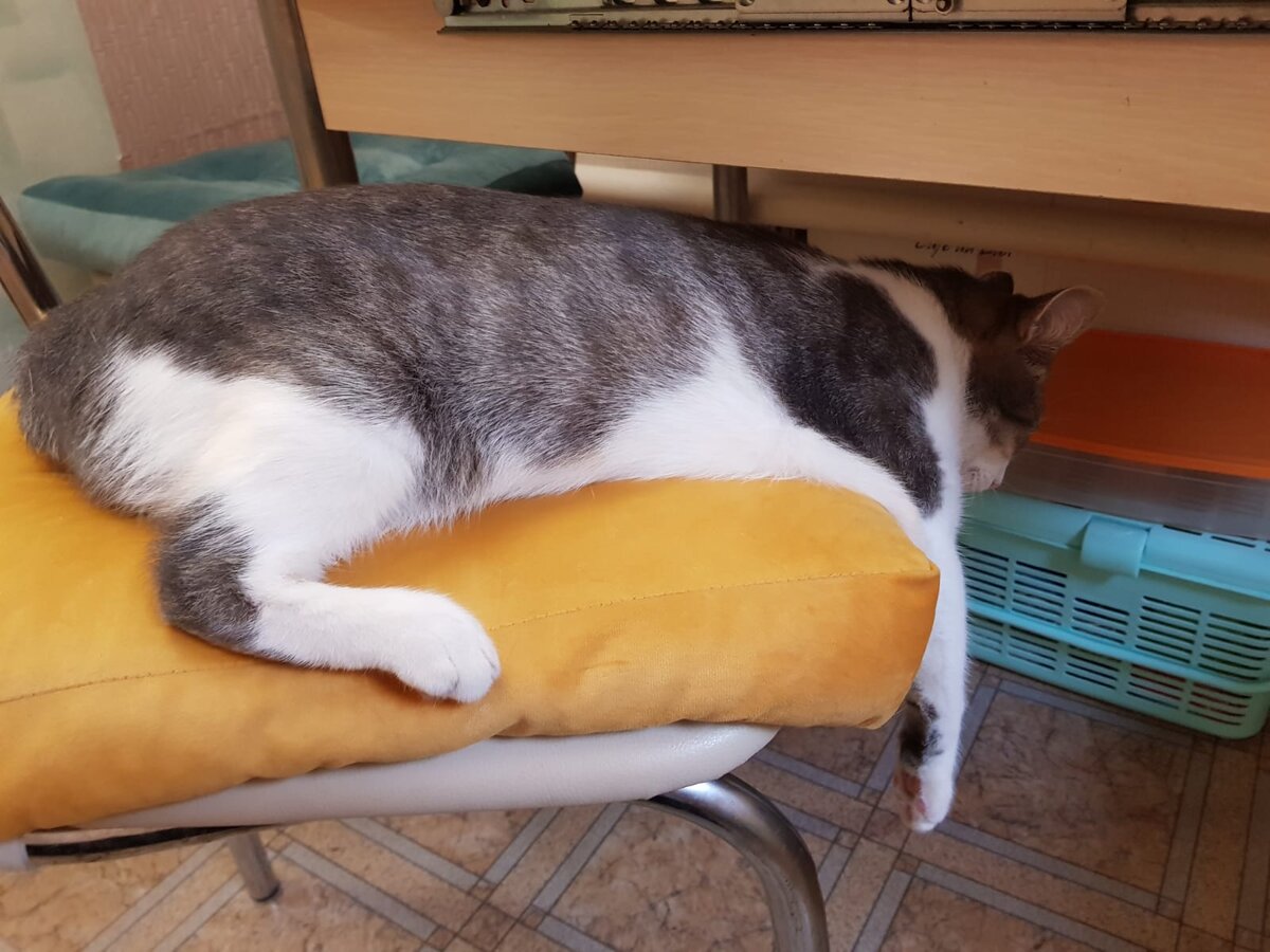 Честер охотится за Мэри.