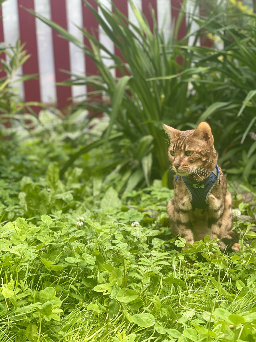 25.06.2023 Котик Лео в нашем саду. Подмосковье, г. Балашиха. Фото автора - Анны Подолиной.