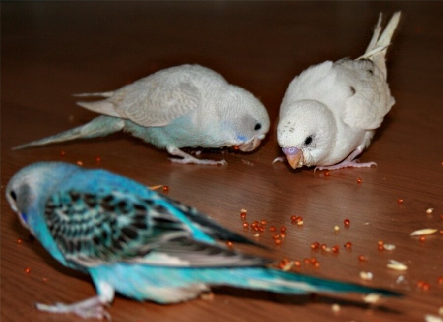 Птенцы волнистых попугаев у меня дома. Хулиганят, переворачивают кормушки в клетке и клюют потом рассыпанный корм на полу.