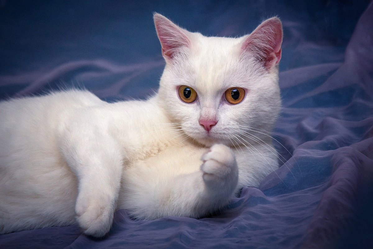 Британская кошка белая. Белый британец. Британская короткошёрстная кошка белая. Кот британец белый. Белая британия