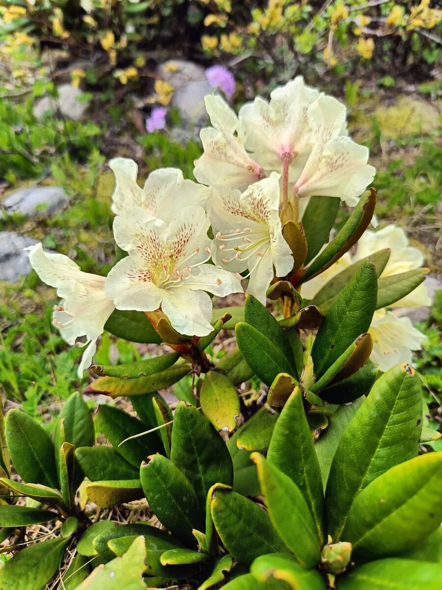 На склонах Чегета