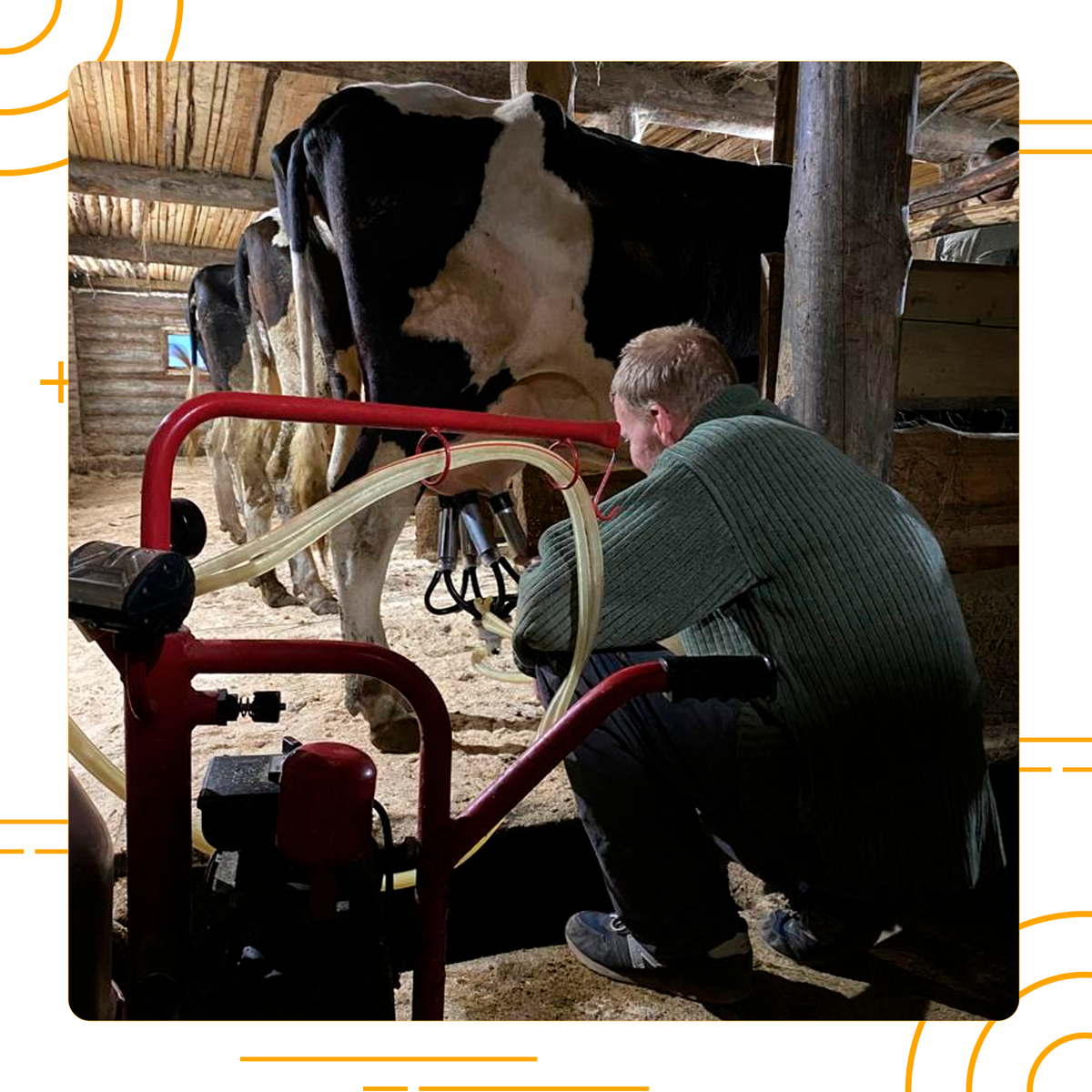 Максим доит коров - в РЦ Пошитни воспитанники сами готовят из молока сыр, сливки, масло и другие продукты