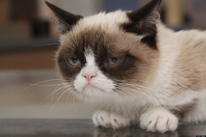 Самый грустный кот в мире | cat`street | Дзен