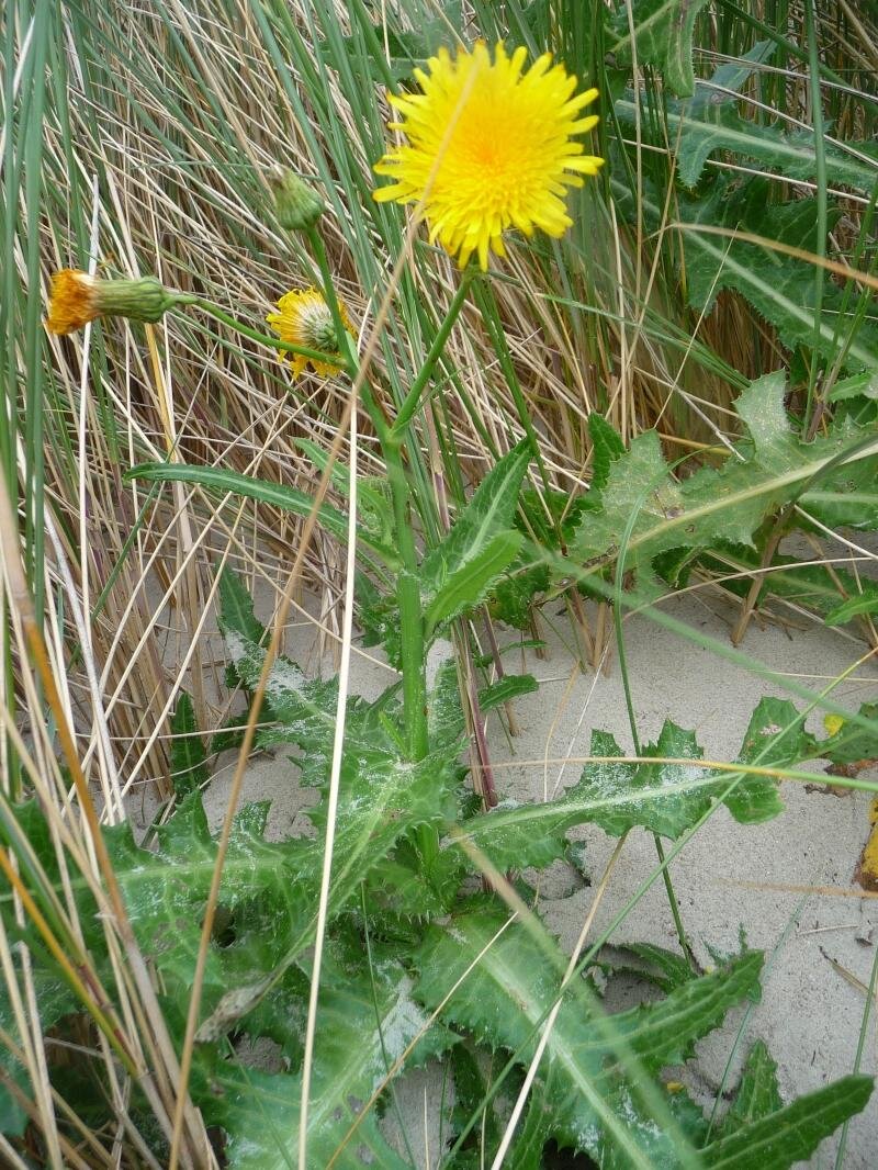 Осот полевой