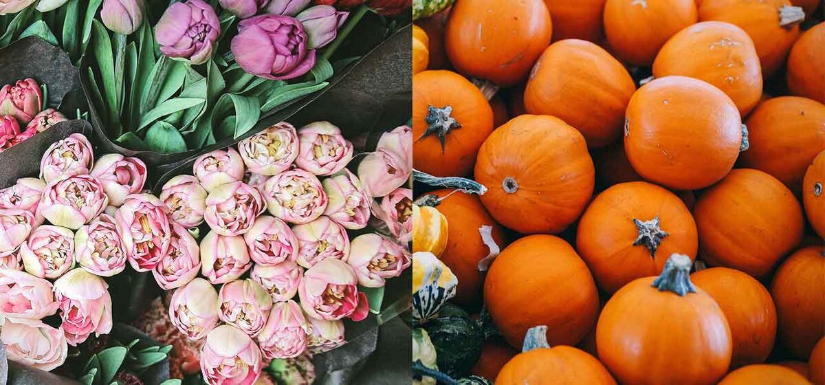 Photo by Bianka Csenki and Josh Wilburne on Unsplash