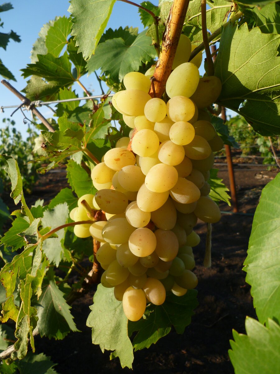 Последний теплый день прошлого сезона, когда мы делали срезку винограда для ярмарки