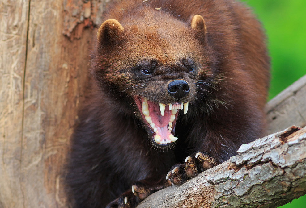 Сумчатый дьявол из австралии. Какое животное злое. Какое животное злое. Черный ягуар оскал. Бешеная горилла.