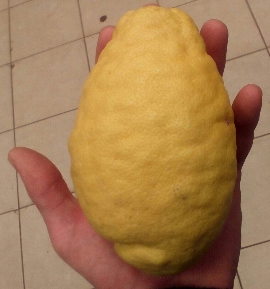 Плод Лимона