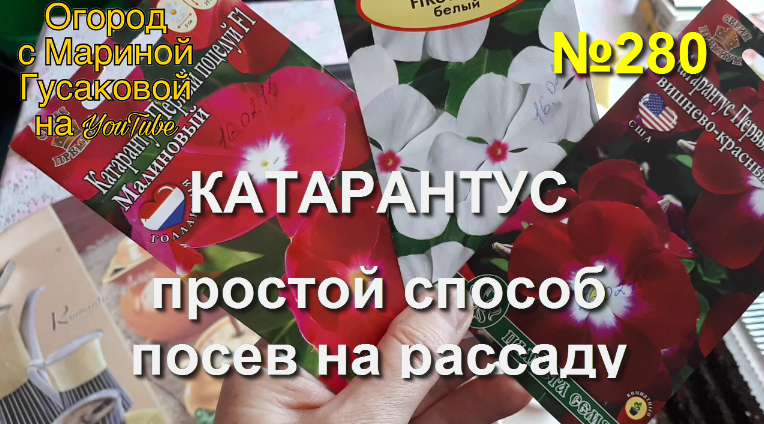 Выращиваем катарантус из семян. Цветок катарантус относится к многолетним, он очень удобен тем, что нет необходимости каждый год приобретать семена для посадки. Дает много семян, которые имеют отличную всхожесть.